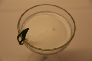 Daiquiri Sour (1)